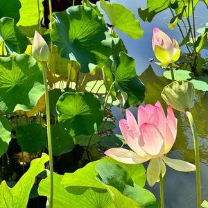 Meet your Posher, Krista